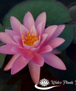 ‘Gruss an Potsdam’