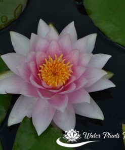 ‘Darwin’ syn. ‘Hollandia’