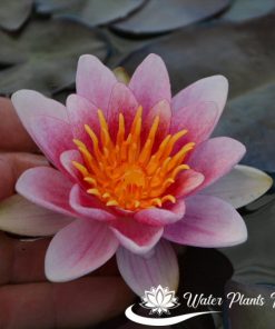 ‘Laydekeri Rosea Prolifera’